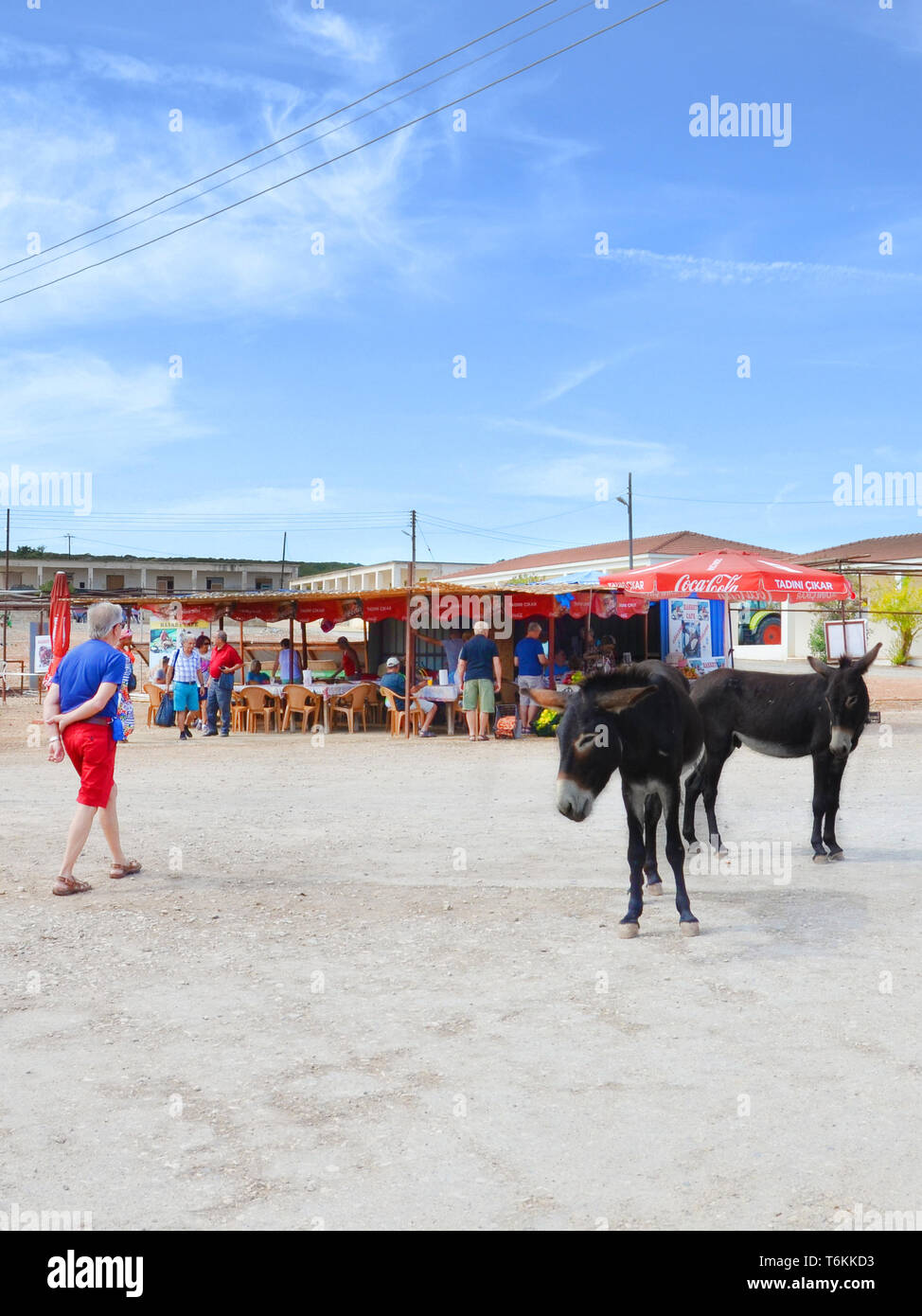 Dipkarpaz, Cipro del Nord - 3 OTT 2018: asini selvatici sulla strada del villaggio cipriota. Outdoor cafe in background. Questi animali adorabili sono attrazione popolare di Karpaz remota penisola. Foto Stock