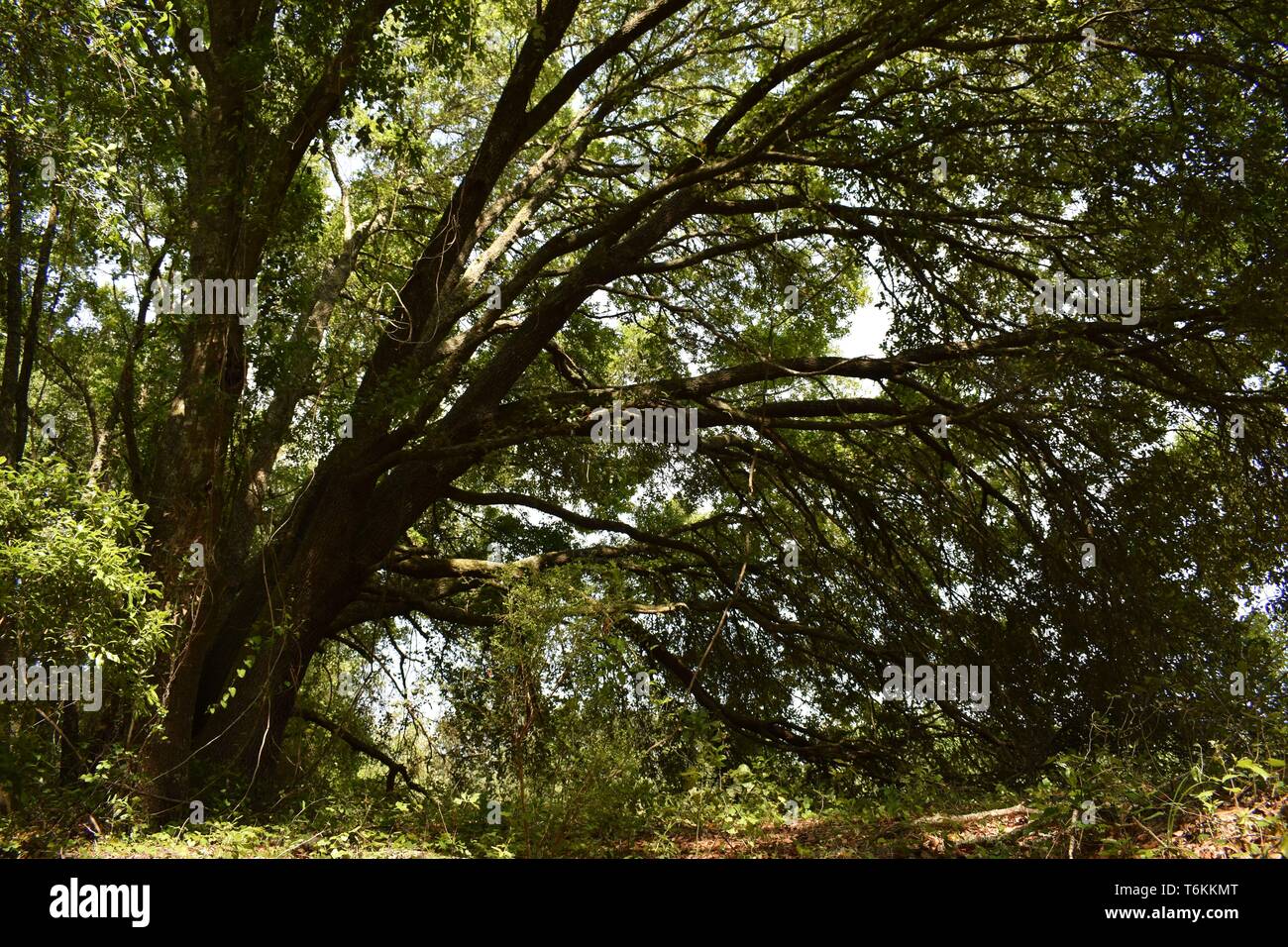 Il giardino segreto all'interno di una vecchia foresta mista. Foto Stock