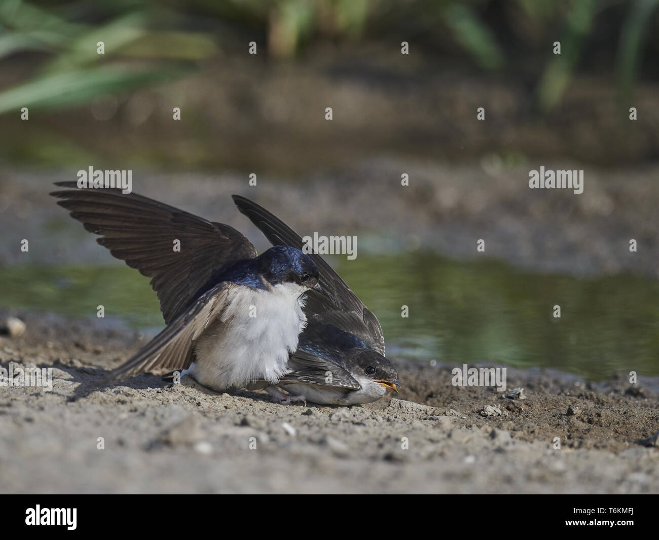 Casa comune martin, Delichon urbicum Foto Stock