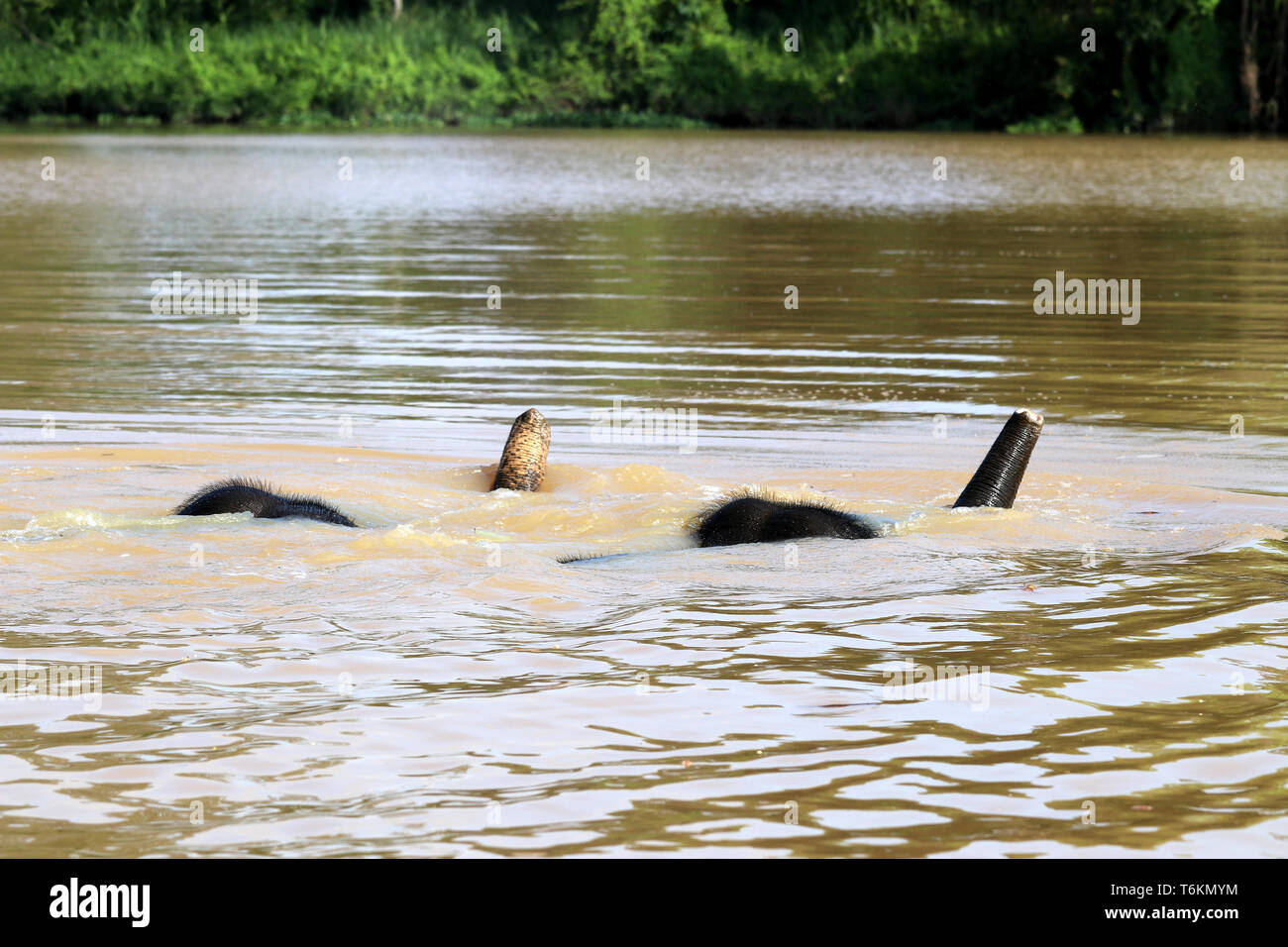 Due Borneo elefanti pigmeo (Elephas maximus borneensis) fare il bagno nel fiume - Borneo Malaysia Asia Foto Stock