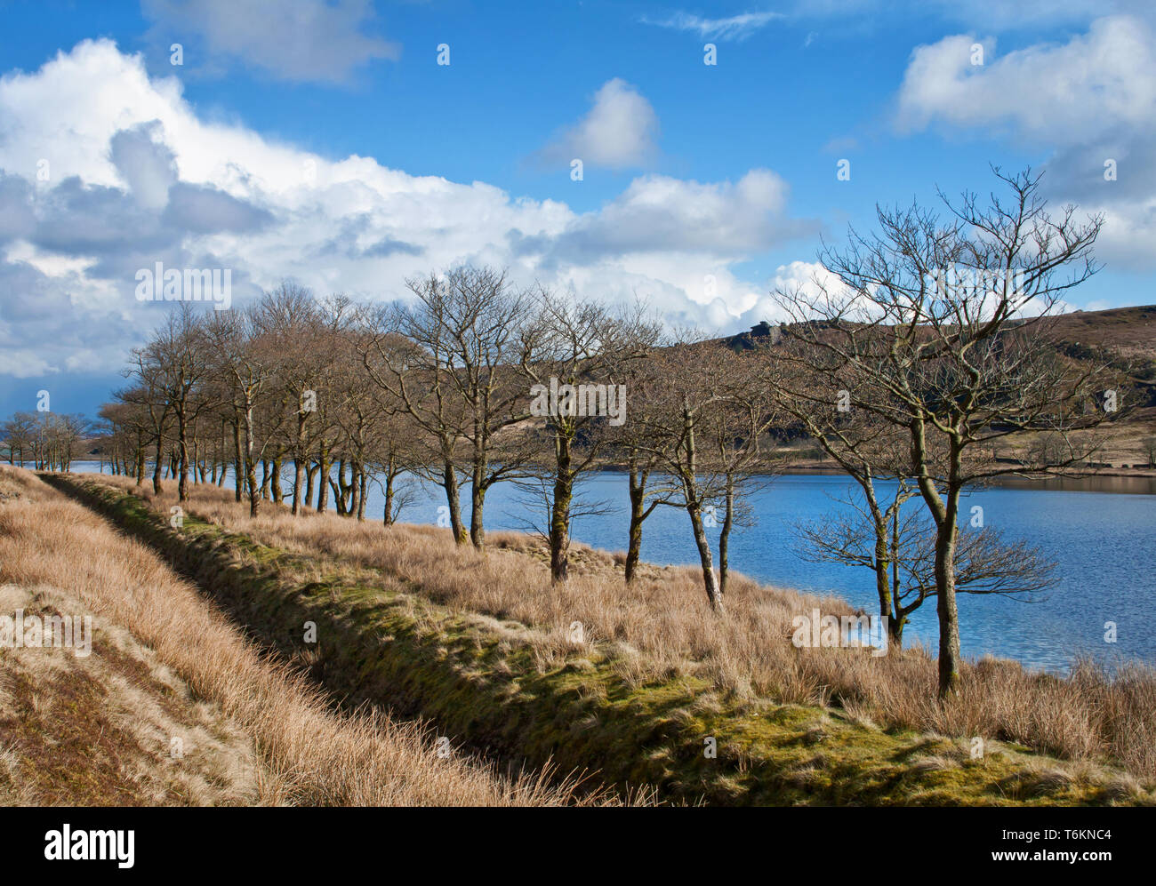 Una fila di alberi sulla banca Widdop tra il serbatoio e il burrone di drenaggio Foto Stock