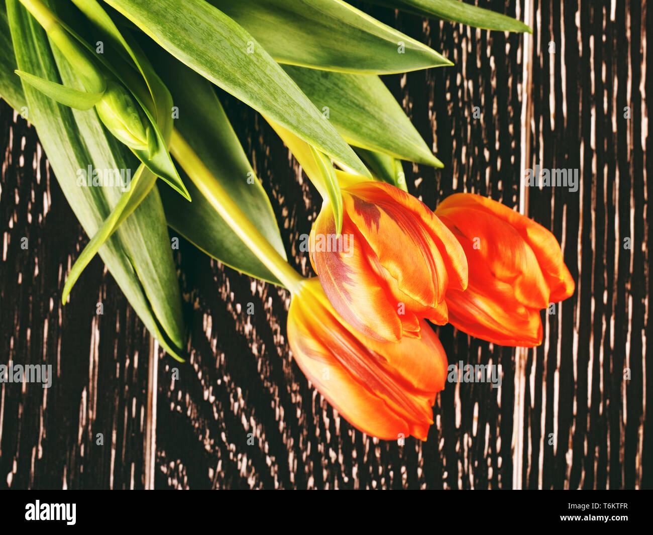 Orange Tulip Fiori Foto Stock