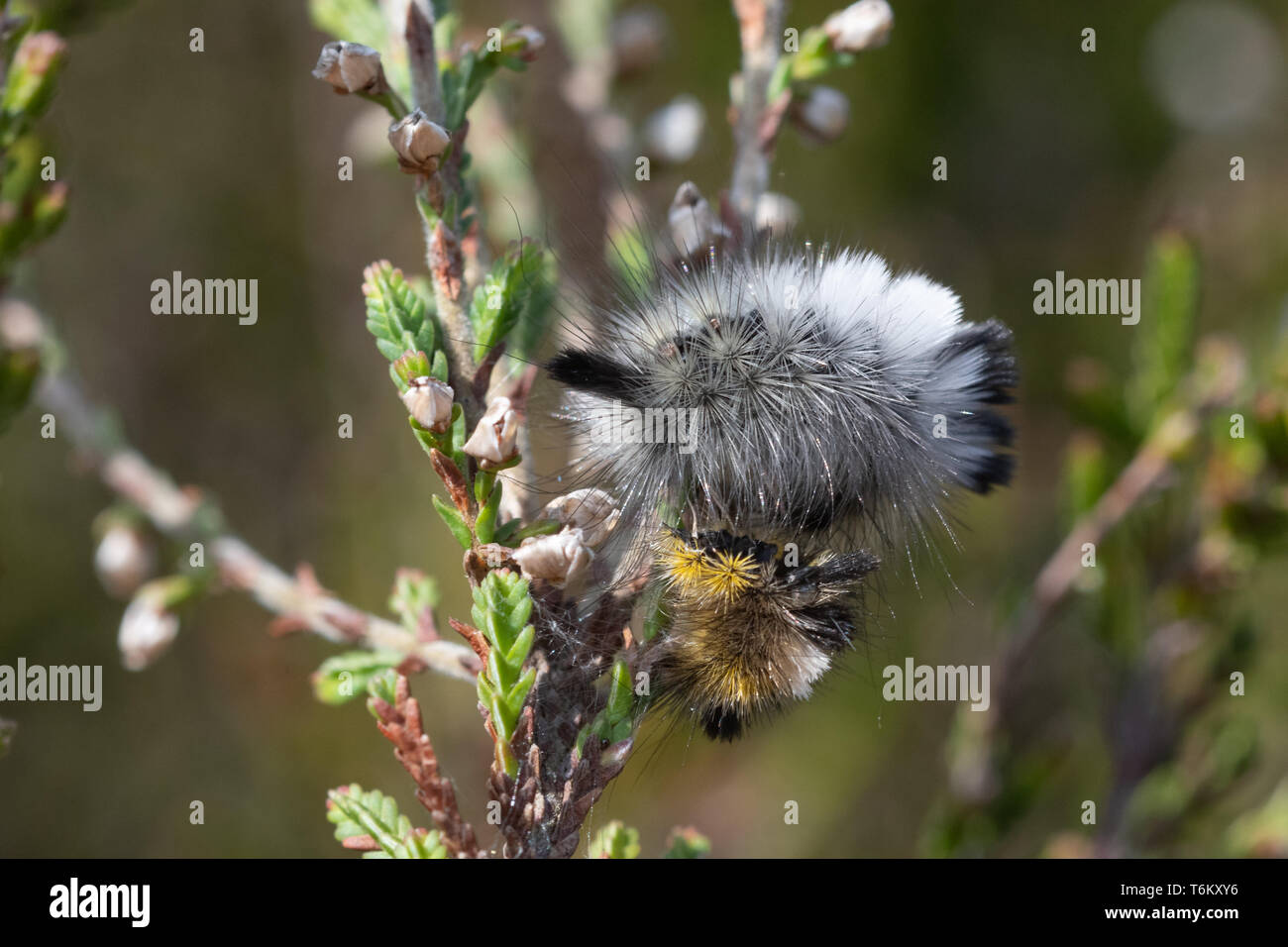 Pale tussock moth (Calliteara pudibunda) larva o baco appena dopo moulting (muta) accanto al suo vecchio molt, muta, pelle, sulla pianta di erica, REGNO UNITO Foto Stock