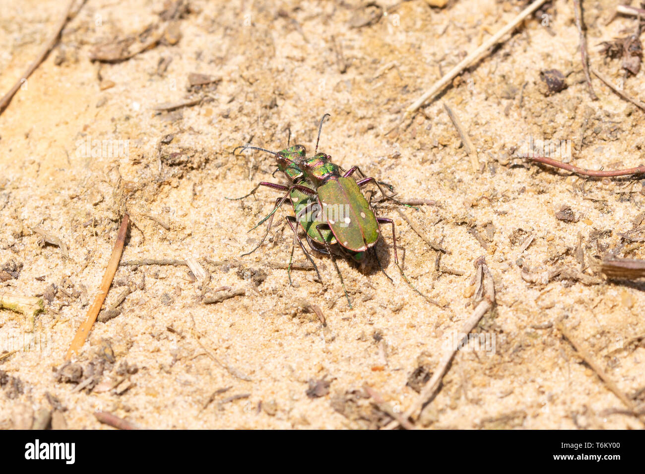 Green tiger beetle coppia, verde tiger coleotteri coniugata (Cicindela campestris) nella brughiera di sabbia di habitat in Surrey, Regno Unito Foto Stock