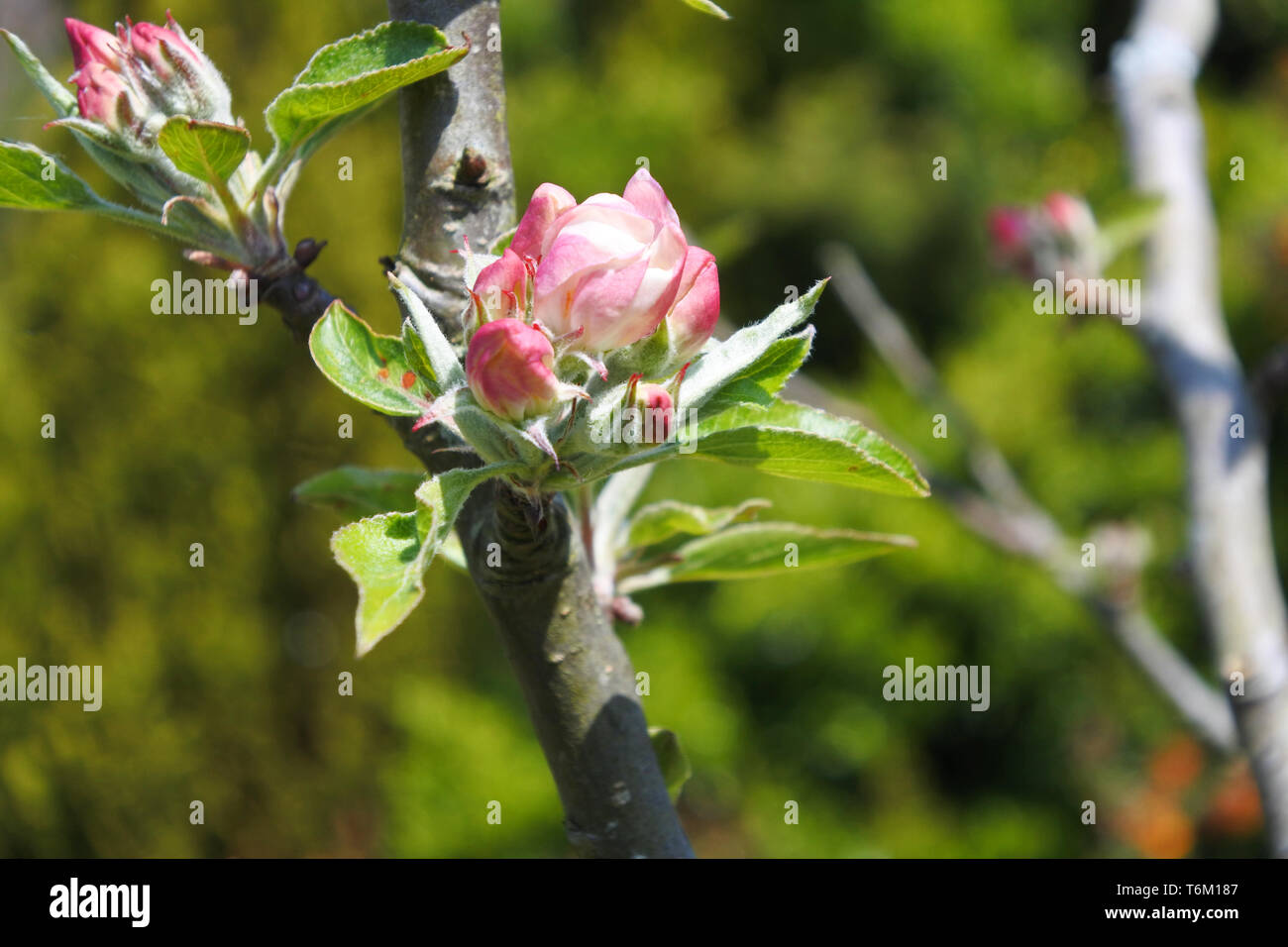 Close-up immagine di Apple Blossom semplicemente aprendo nella primavera del sole - Giovanni Gollop Foto Stock