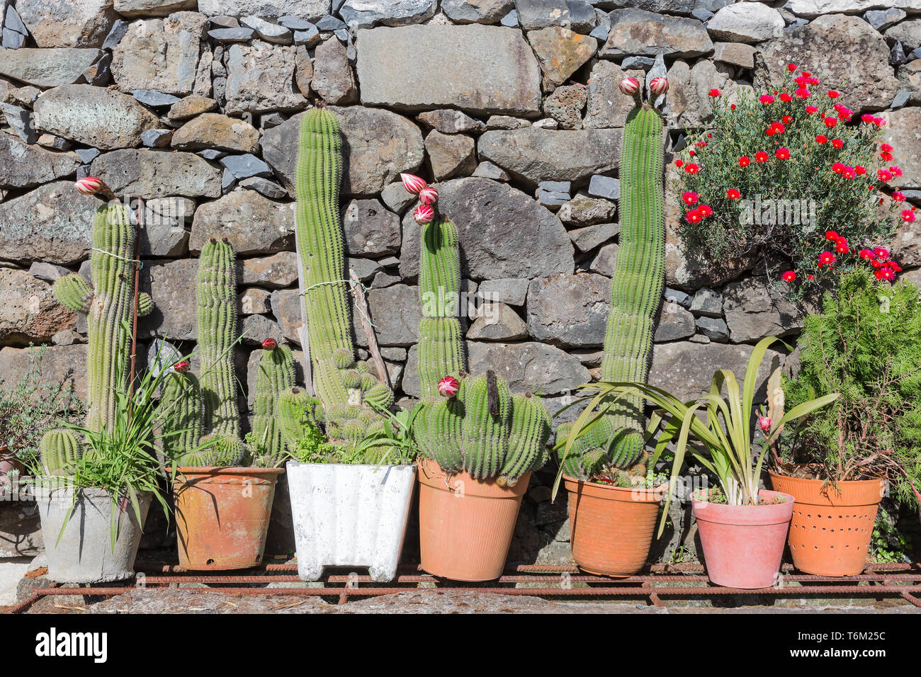 Blooming cactus in vasi di fiori davanti a un muro di pietra Foto Stock