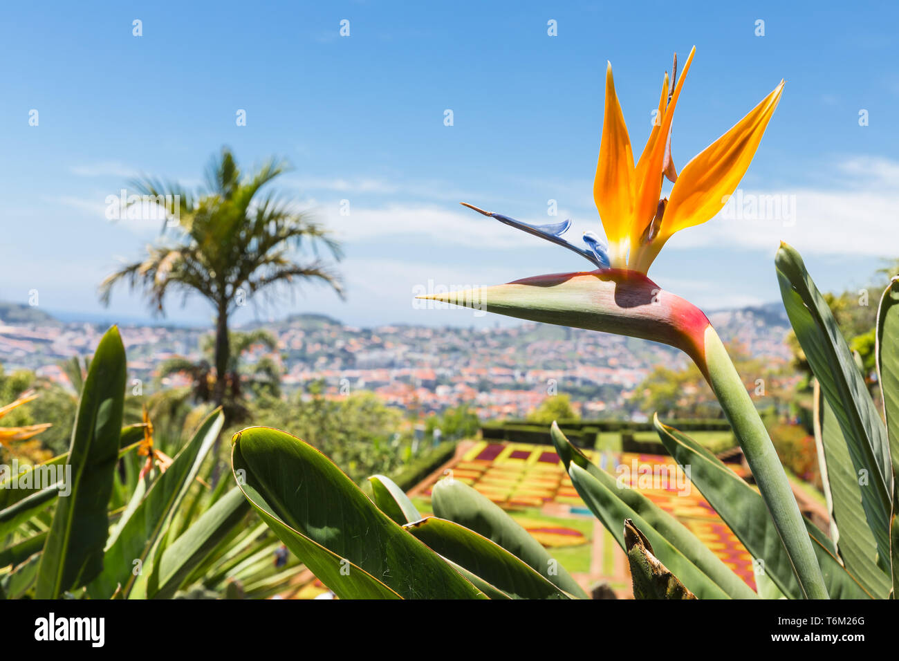 Strelitzia nel giardino botanico di Funchal all' Isola di Madeira Foto Stock