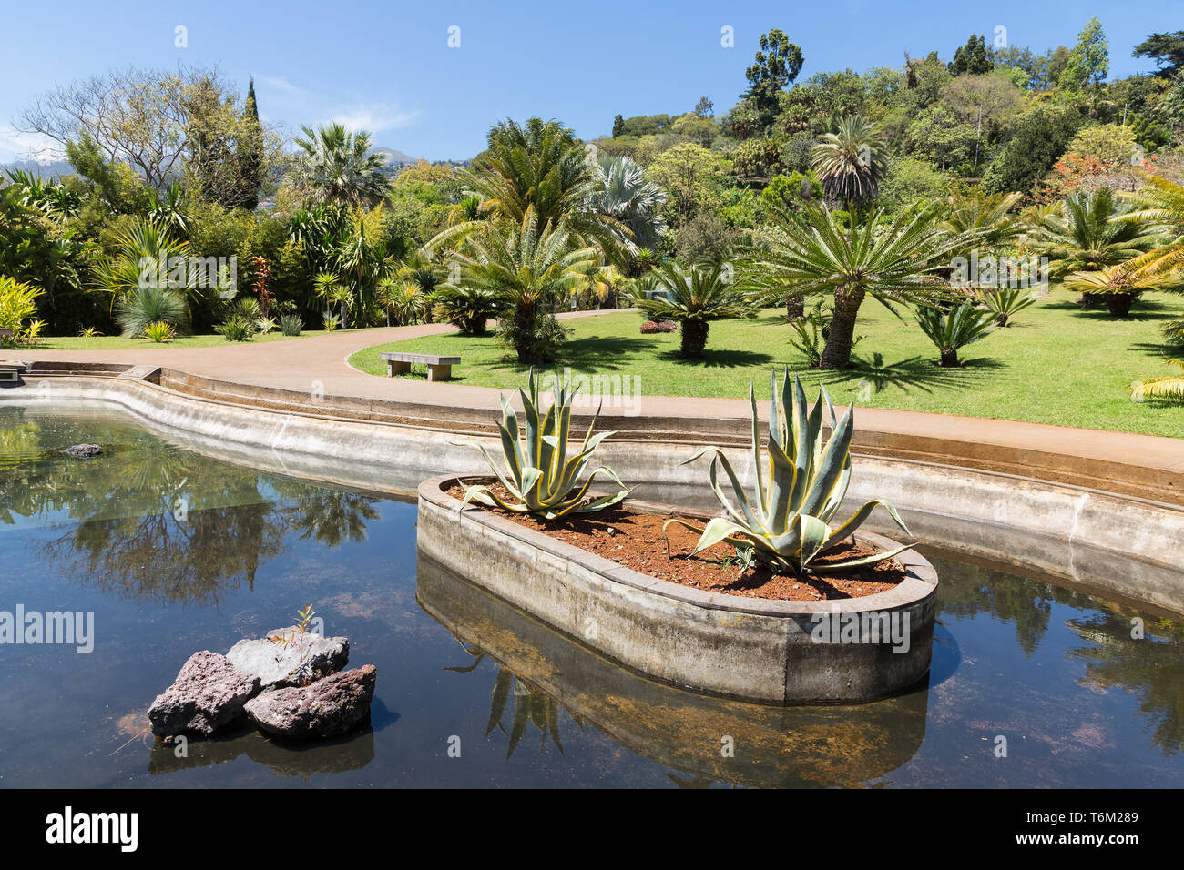 Stagno con palme nel giardino botanico di Madera Foto Stock