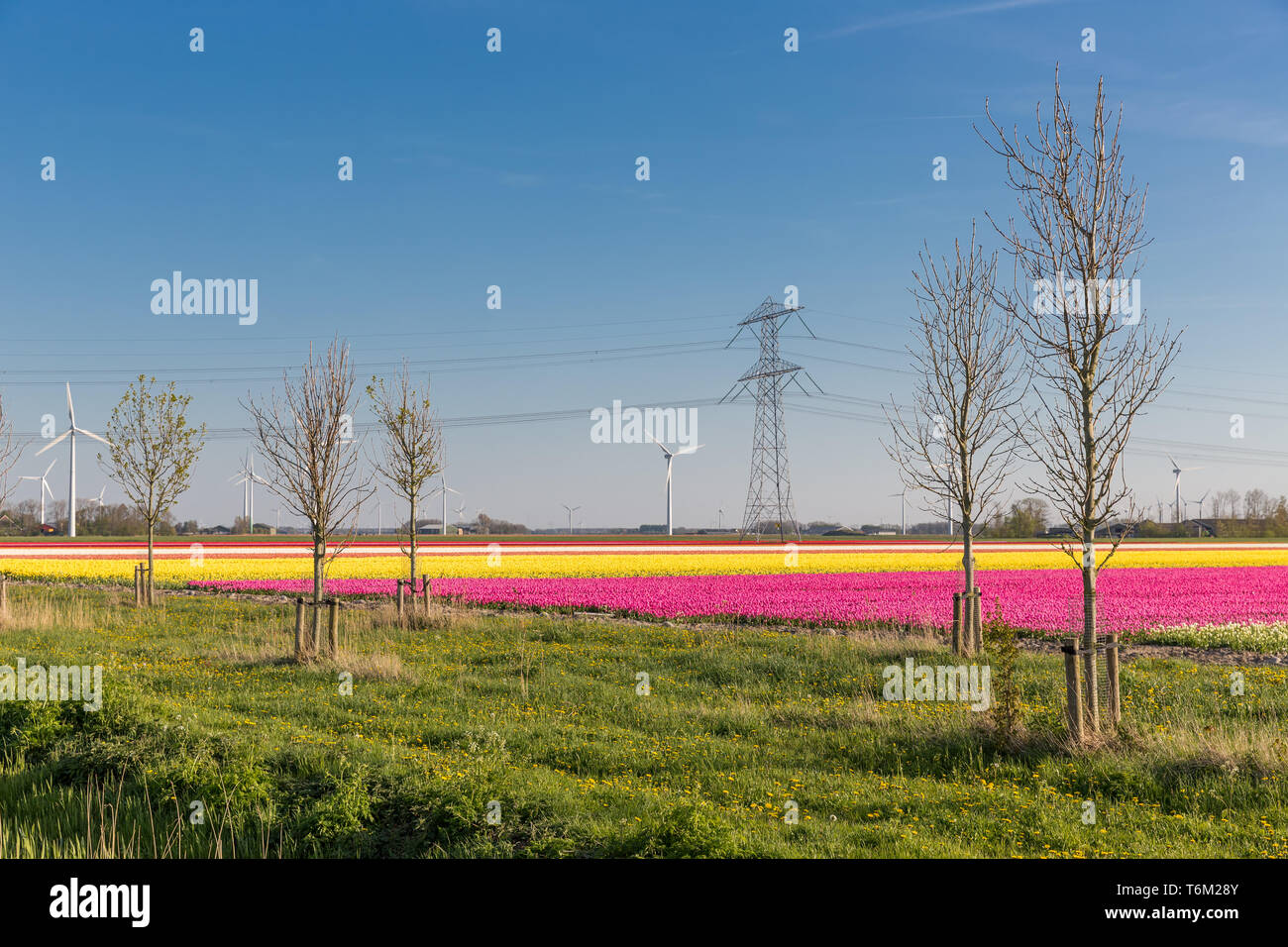 Tulipani olandesi campo con turbine eoliche e un pilone di potenza Foto Stock