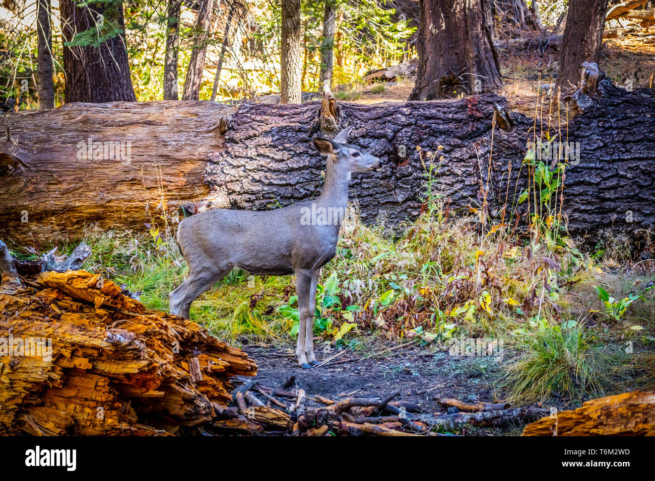Un mulo cervo nel Parco Nazionale di Yosemite in California Foto Stock
