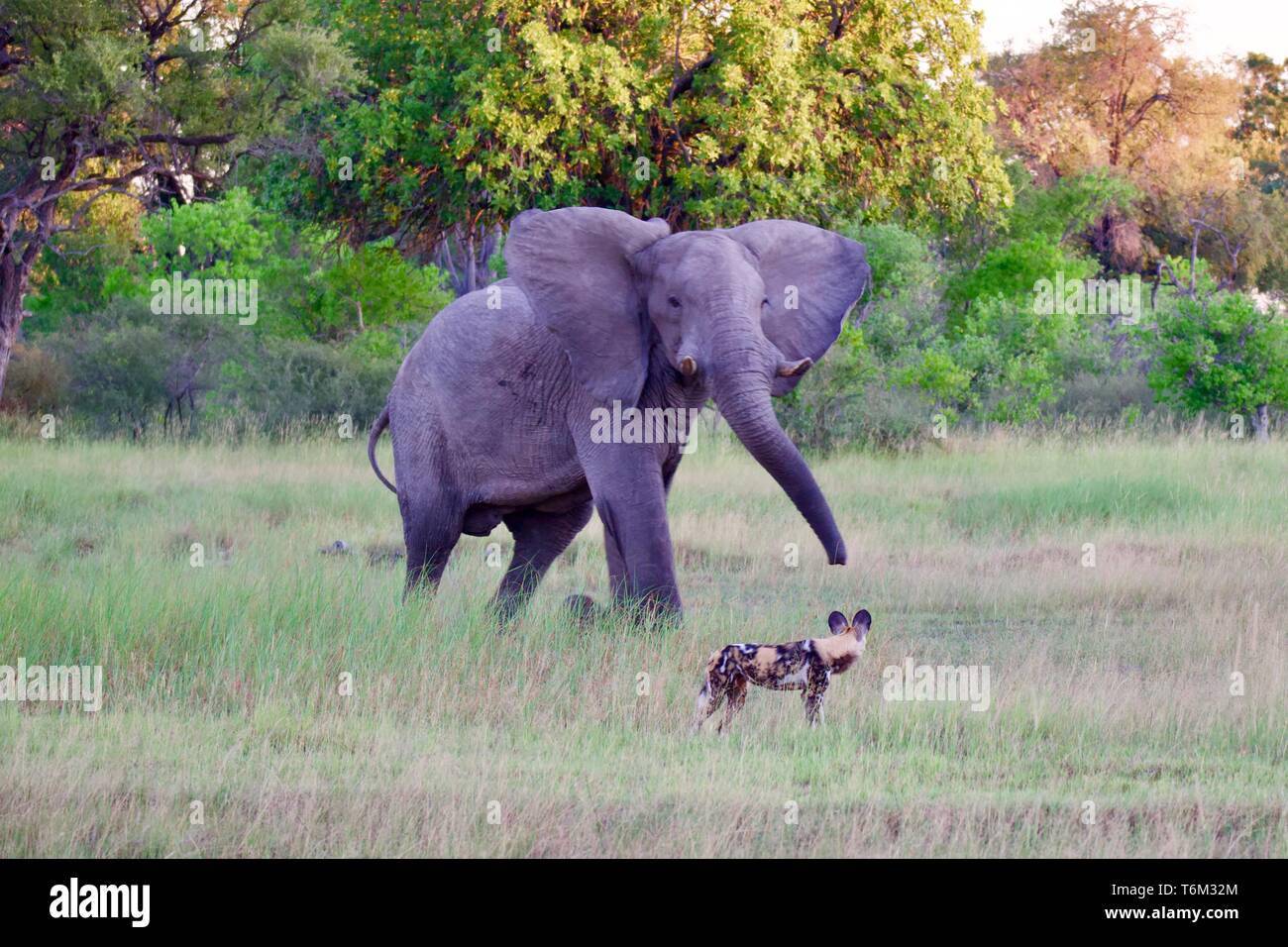 Elephant versus wild dog con la Moremi Game Reserve Foto Stock