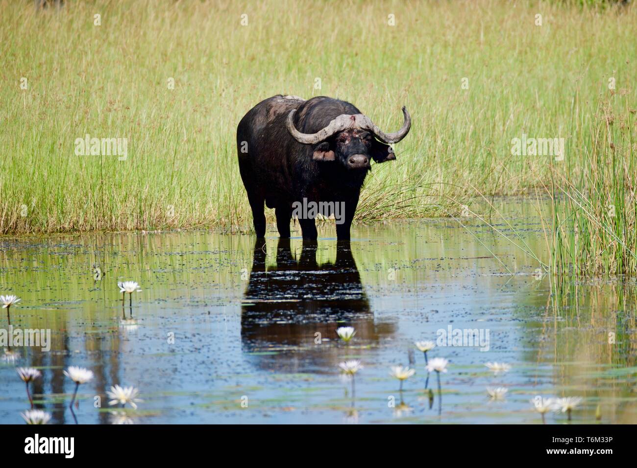 Buffalo in uno stagno di fiori in Moremi Game Reserve Foto Stock