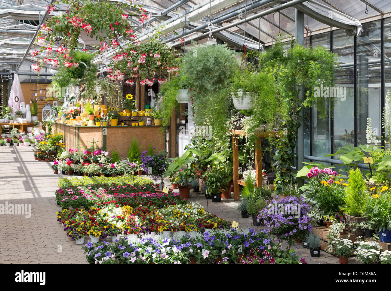 Centro giardino vendita di piante in serra Foto Stock
