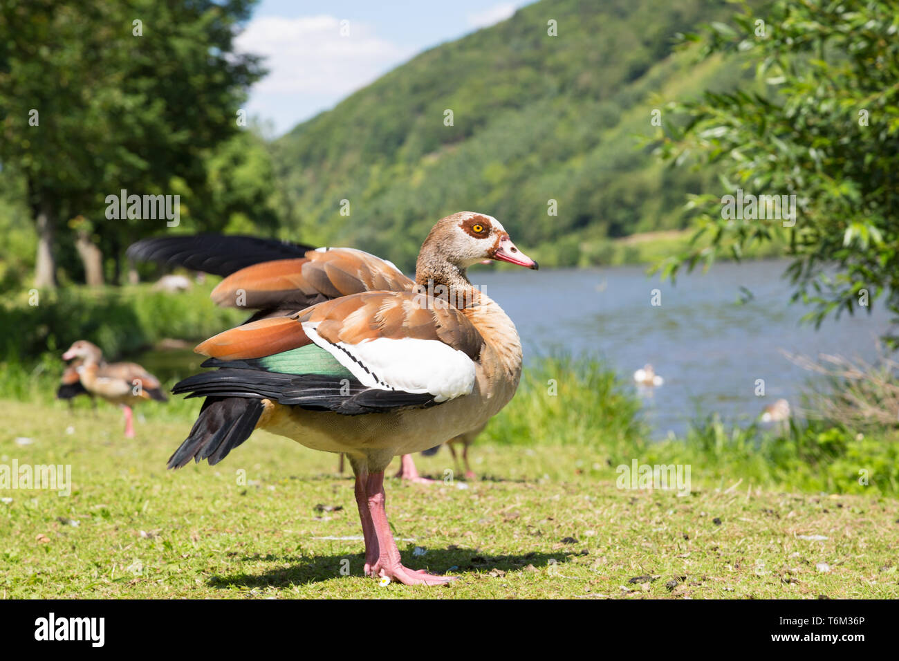 Anatre sull'erba lungo la riva di un fiume Foto Stock