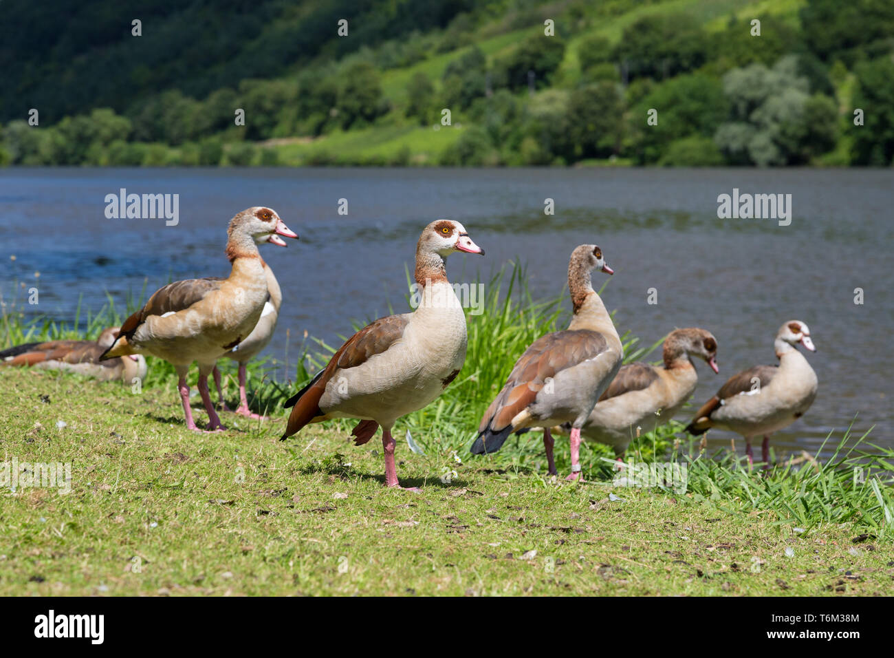 Anatre sull'erba lungo la riva di un fiume Foto Stock