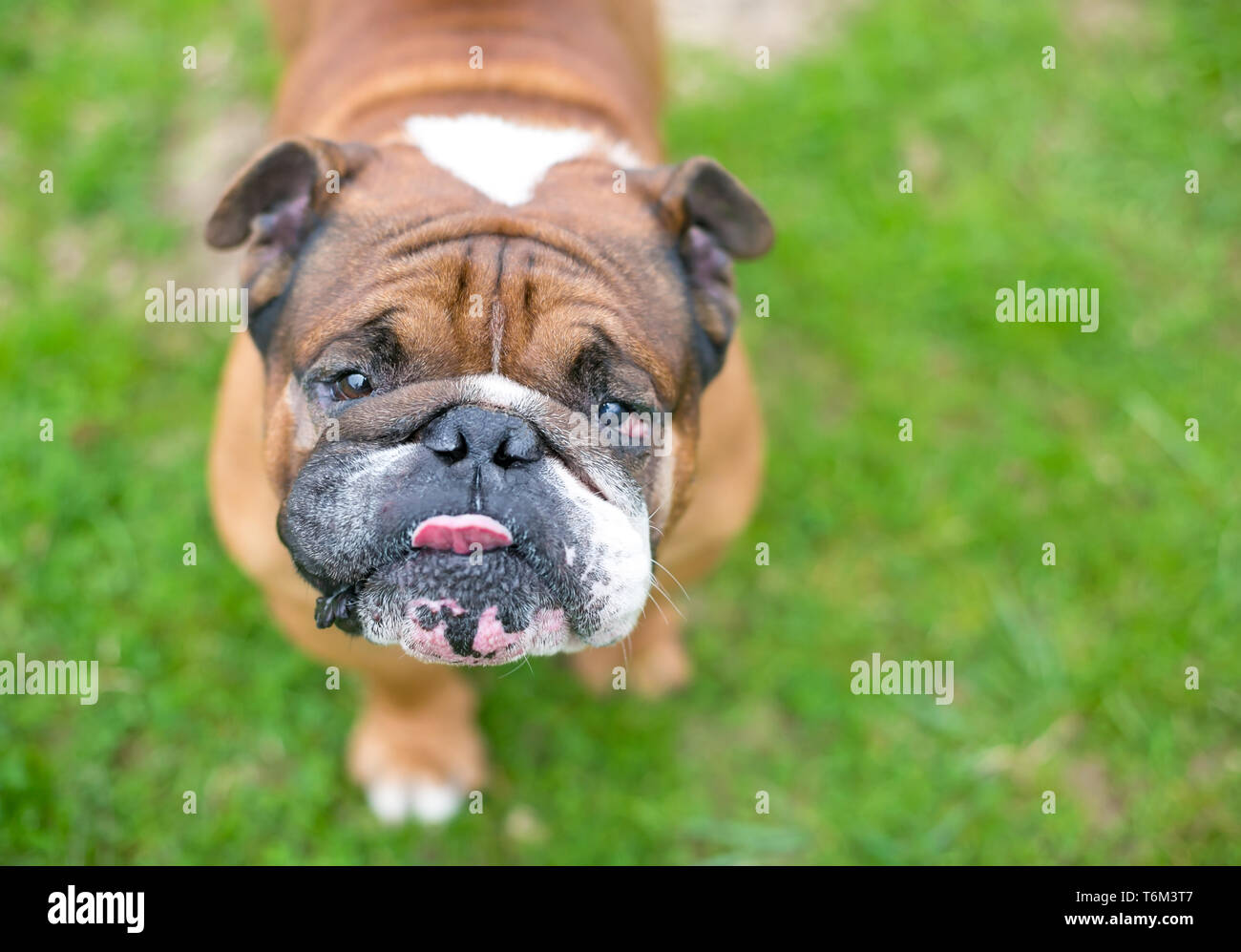 Un marrone e bianco Bulldog inglese leccare le sue labbra Foto Stock