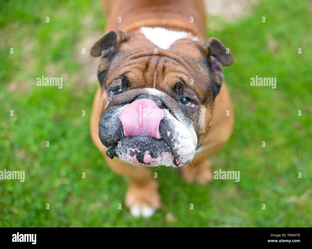 Un marrone e bianco Bulldog inglese leccare le sue labbra Foto Stock