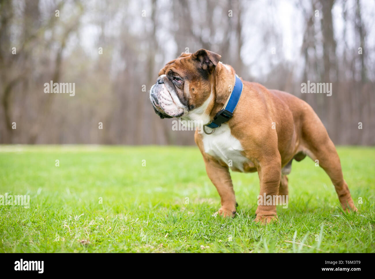 Un marrone e bianco Bulldog inglese in piedi all'aperto Foto Stock