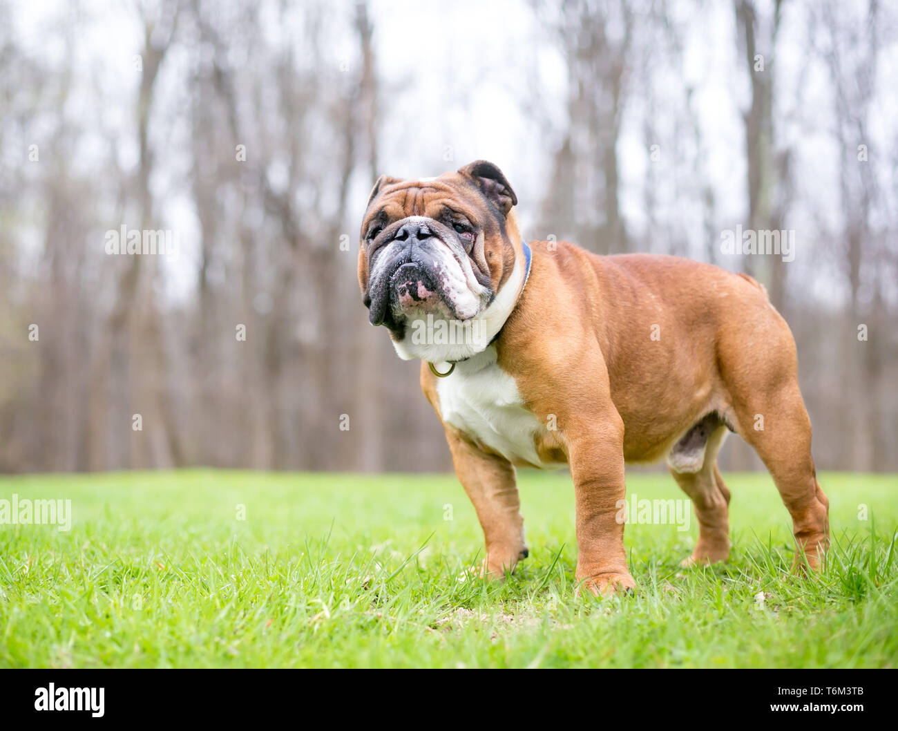Un marrone e bianco Bulldog inglese in piedi all'aperto Foto Stock