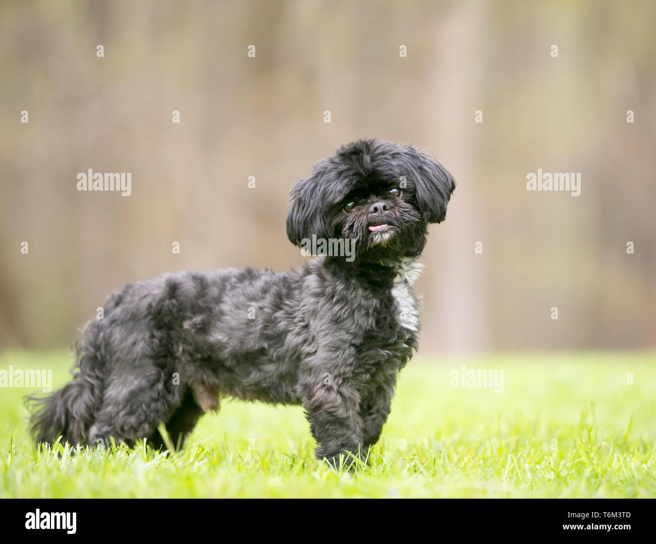 Un nero Shih Tzu razza cane all'aperto Foto Stock