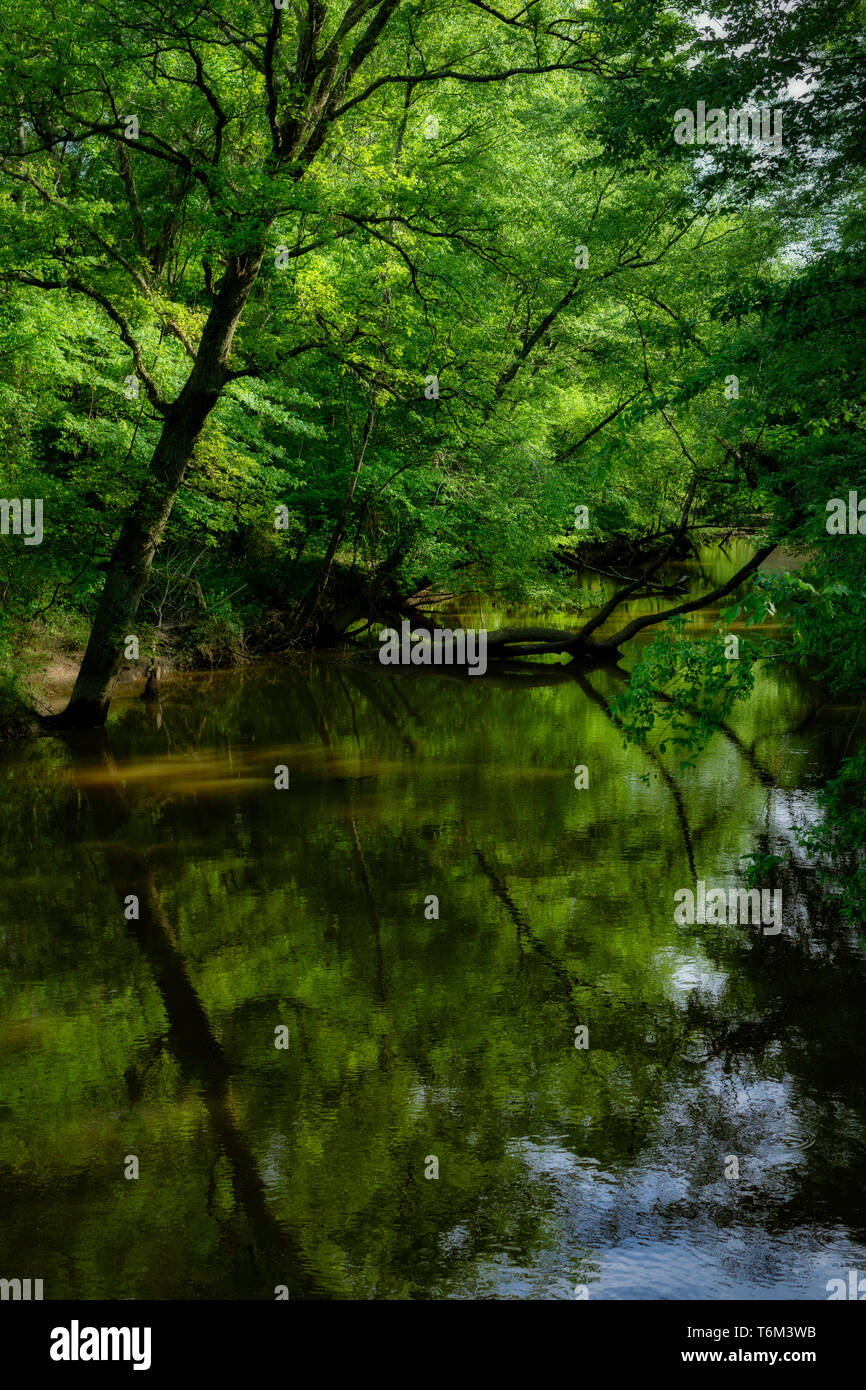 La sera i filtri di luce attraverso gli alberi lungo il fiume giallo in Vernon, Alabama. Gli dèi la bellezza è tutto intorno a noi per godere. Abbiamo bisogno di prendere il tempo. Foto Stock