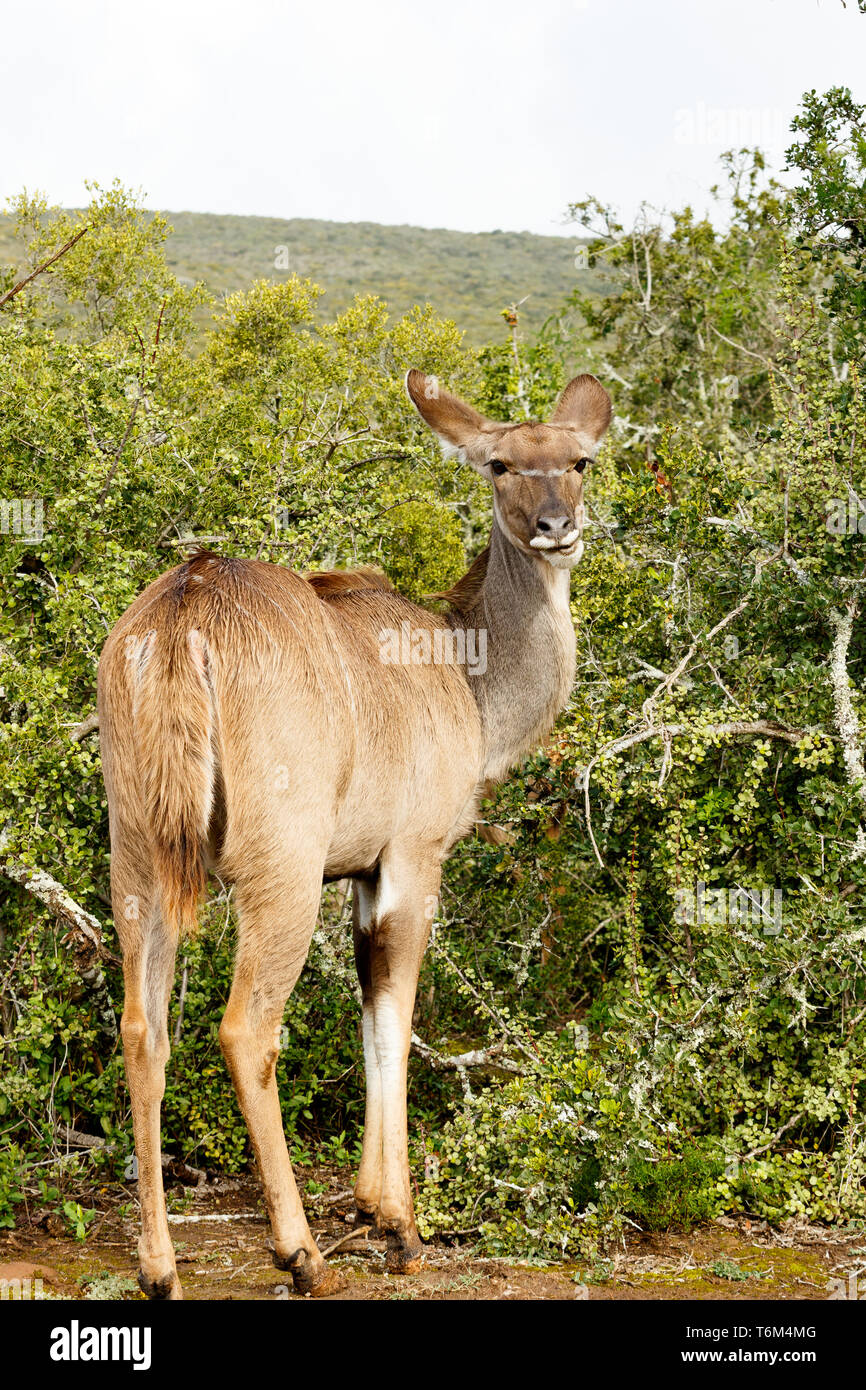 Kudu in piedi e guardando a voi Foto Stock