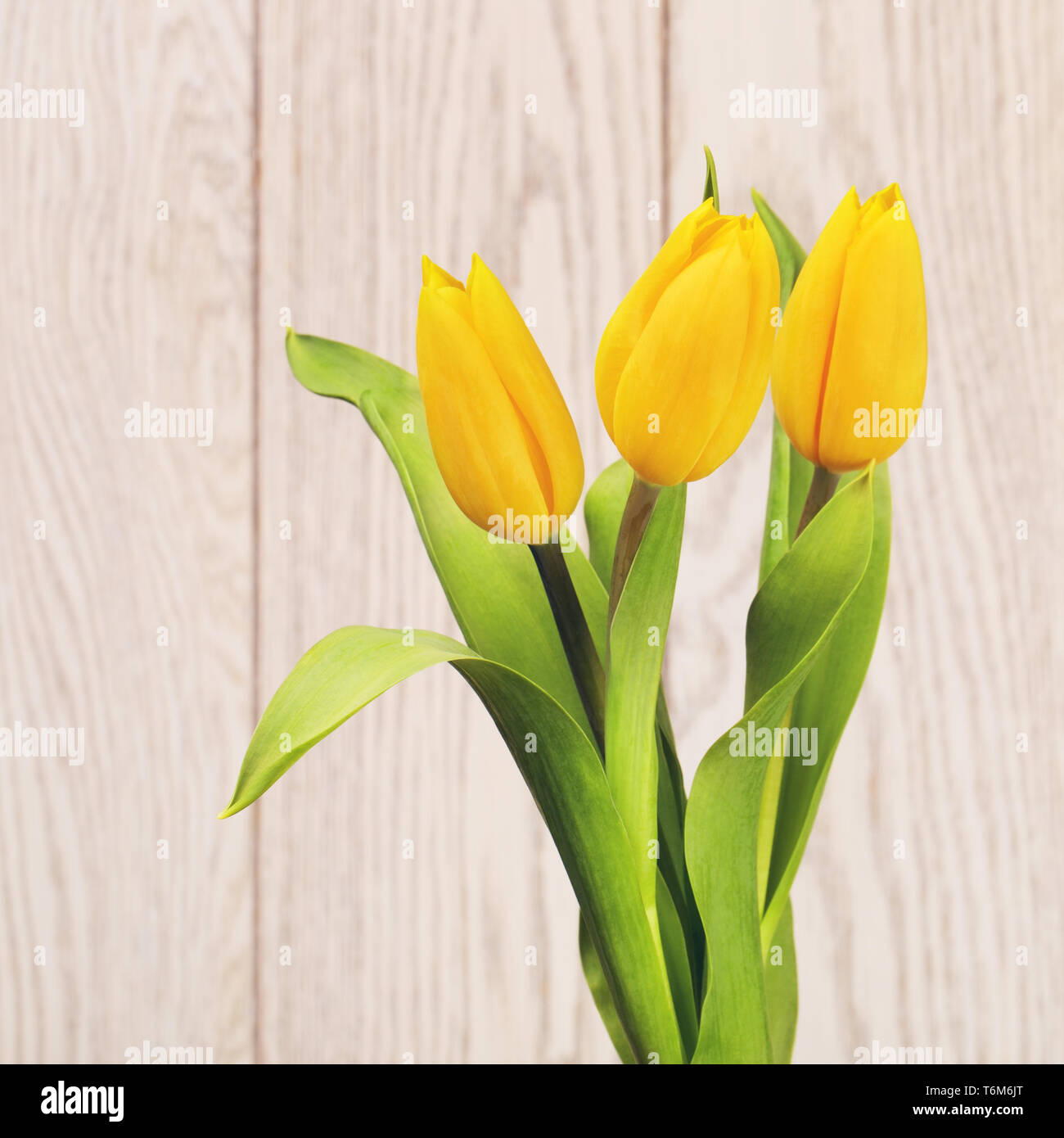 Tulipano giallo fiori Foto Stock