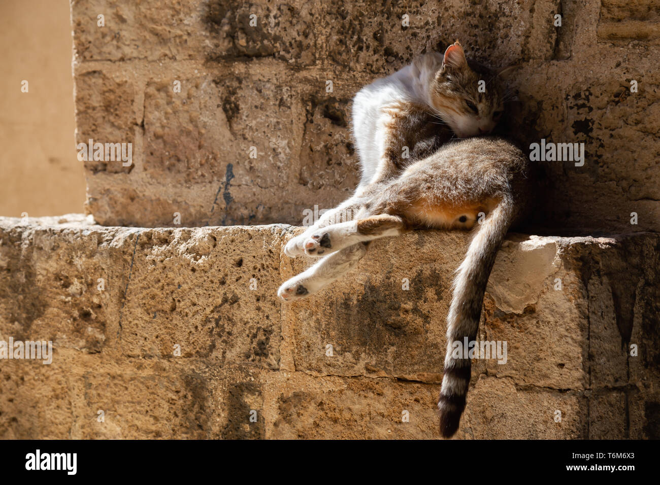 Carino e adorabile Street Cat è seduta su un muro di mattoni durante una giornata di sole. Presi nel vecchio porto di Jaffa, Tel Aviv, Israele. Foto Stock