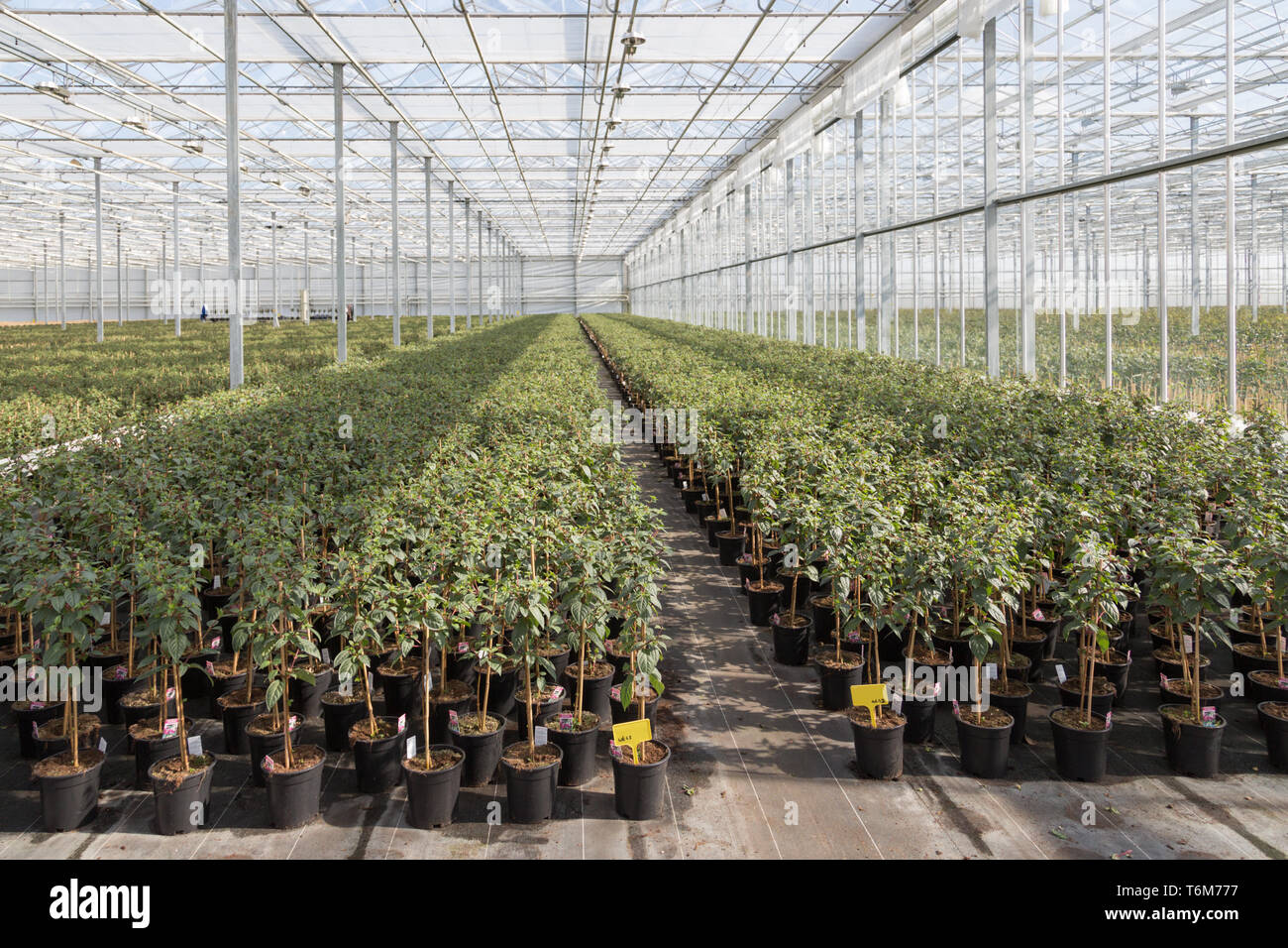 La coltivazione di piante di fucsia in una serra olandese Foto Stock