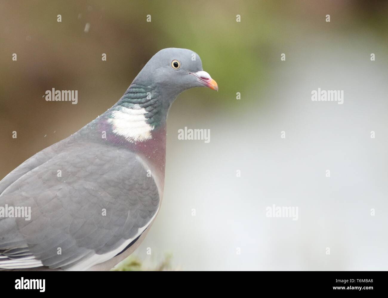 Woodpigeon comune (Columba palumbus) in un inverno con doccia a pioggia, mostrando il collo variopinto piumaggio, GLOUCESTERSHIRE REGNO UNITO, Febbraio 2019 Foto Stock