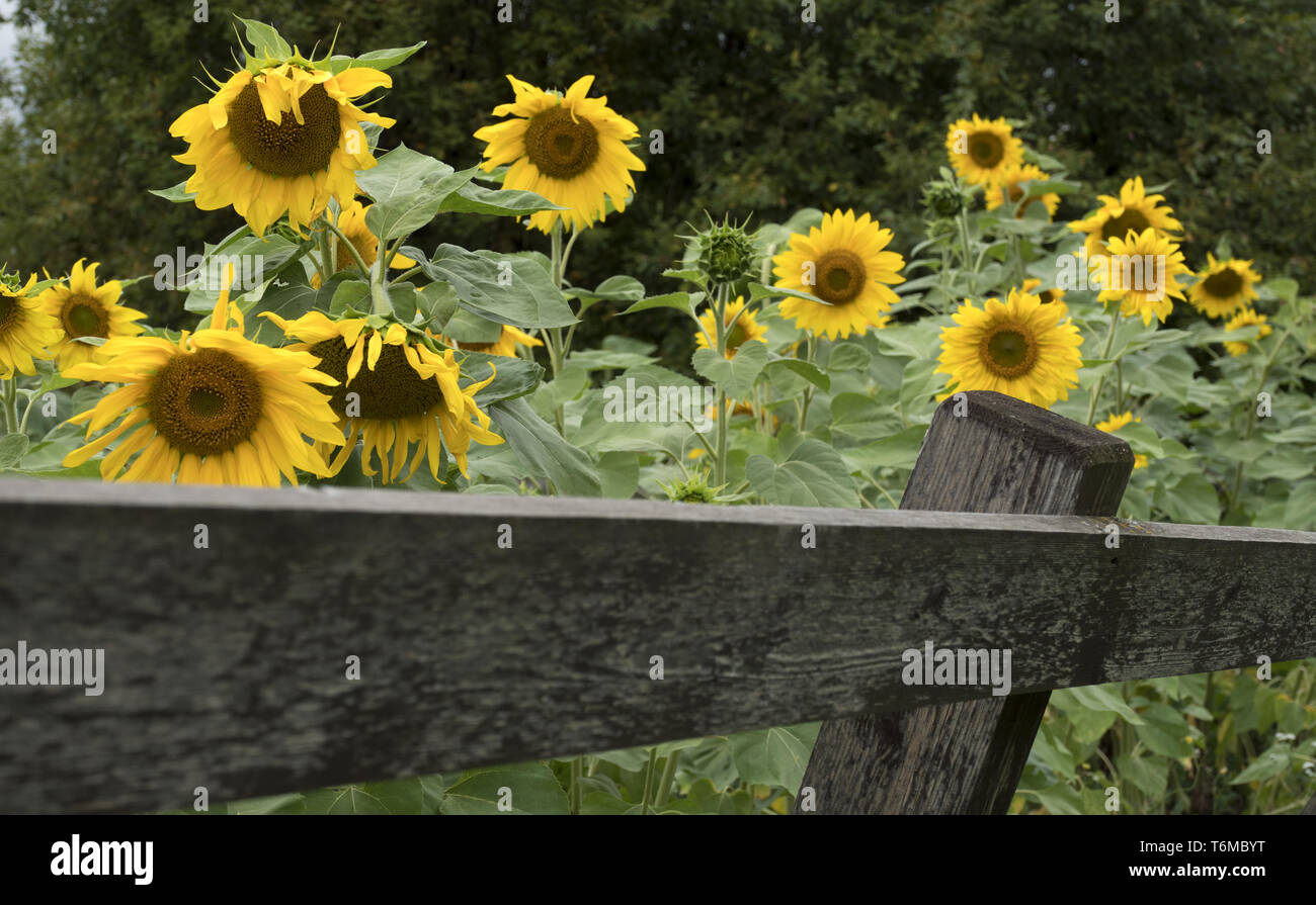 Girasole Foto Stock