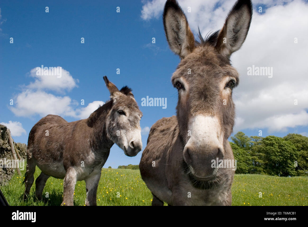 Coppia di asini in campo (Moniaive, Dumfries & Galloway, Scozia) Foto Stock