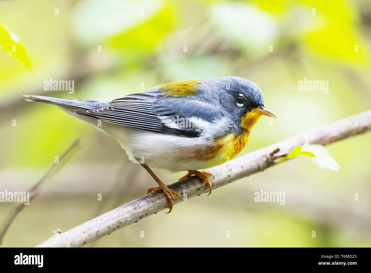 Parula settentrionale nella primavera del bosco Foto Stock