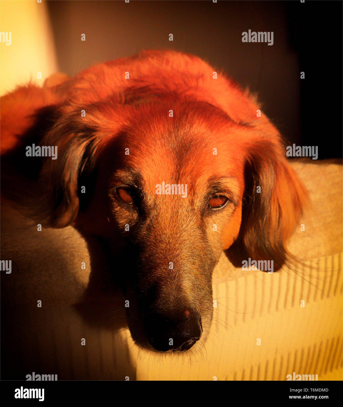 Cane pigro di razza indeterminato (rosso Setter Cross) giacente nel sole di setting, Frigiliana, Costa del Sol, Andalusia, Spagna Foto Stock