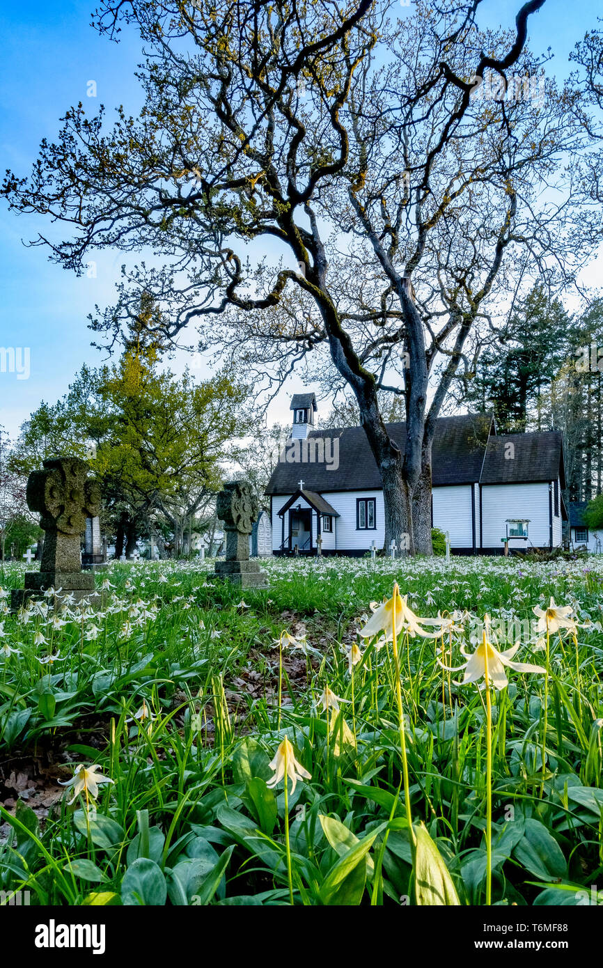White fawn lily, fiori selvatici, fioritura,in primavera, Santa Maria Vergine Chiesa anglicana, Metchosin, British Columbia, Canada Foto Stock