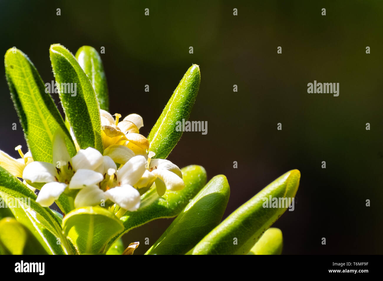 Close up giapponese (Pittosporum Pittosporum tobira) fiori; lo sfondo scuro, California Foto Stock