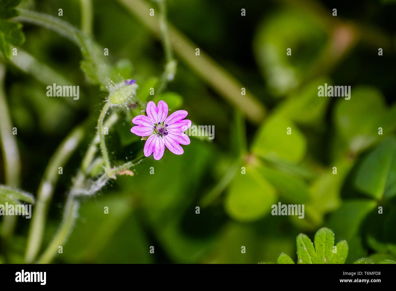 La gru è bill (geranio Geranium molle) di fiori selvaggi che fiorisce in San Francisco Bay Area, California Foto Stock