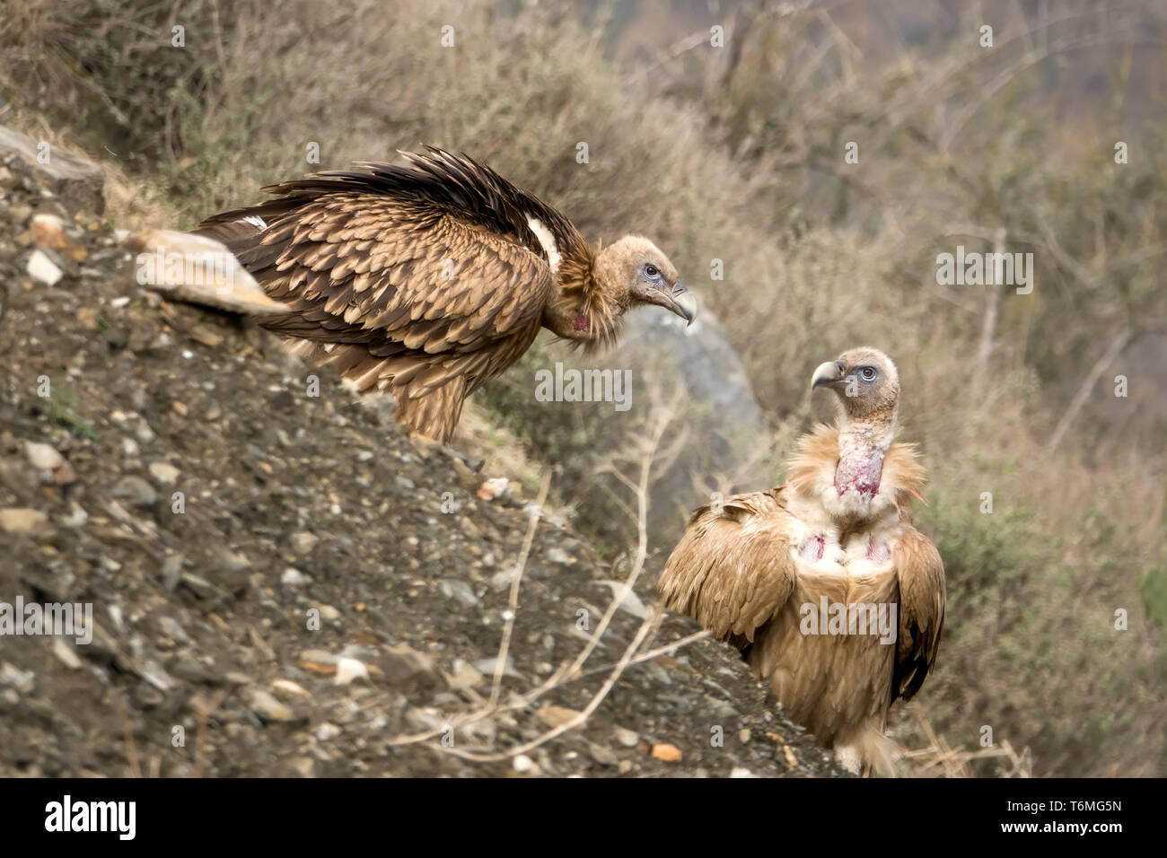 L'Himalayan Grifone è un vecchio mondo vulture nella famiglia Accipitridae. Questa specie si trova lungo l'Himalaya e l annesso il Tibetano plat Foto Stock