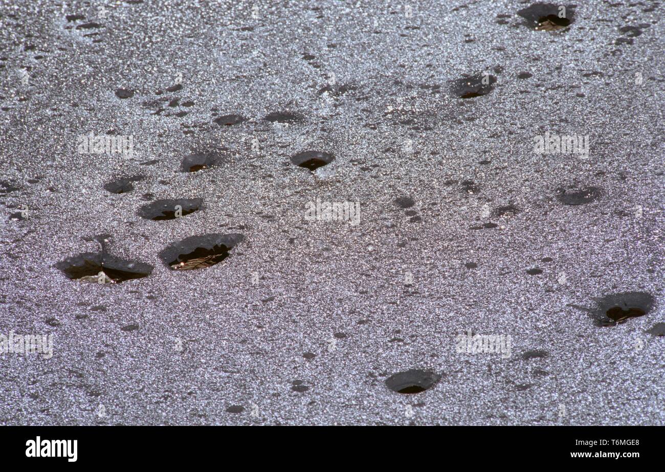 Foglie appassite in ghiaccio Foto Stock