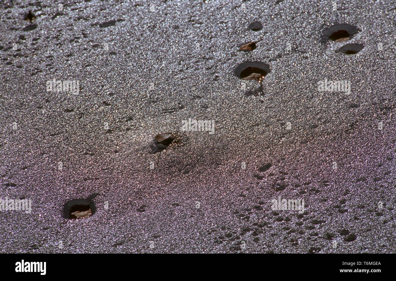 Foglie appassite in ghiaccio Foto Stock