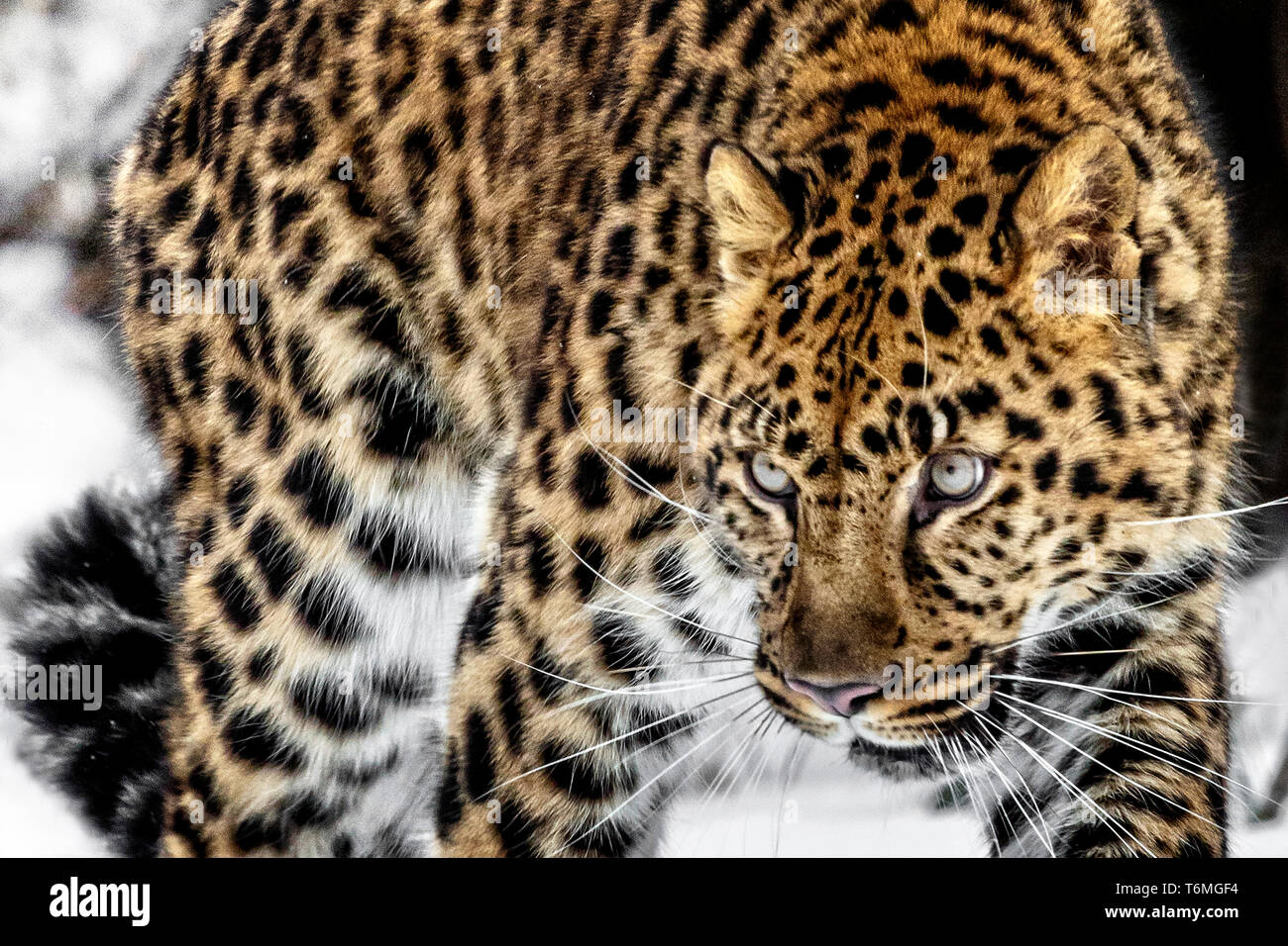 Il leopardo di Amur è una sottospecie di leopard del sud est della Russia e del nord-est della Cina. Si tratta di specie gravemente minacciate dal 1996. Foto Stock