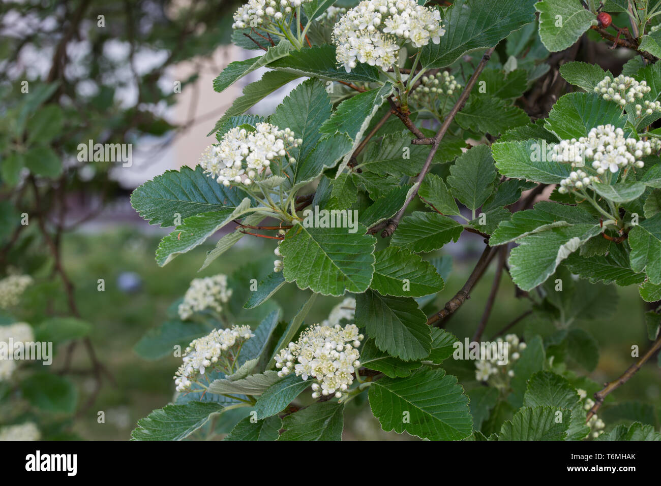 Sorbus intermedia sorbo montano svedese primavera fiori bianchi su ramoscello Foto Stock