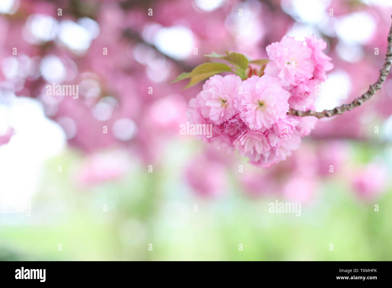 Rosa sakura fiorisce ciliegia giapponese albero vicino la primavera fiorisce sullo sfondo di luce naturale di giorno la fotografia Foto Stock