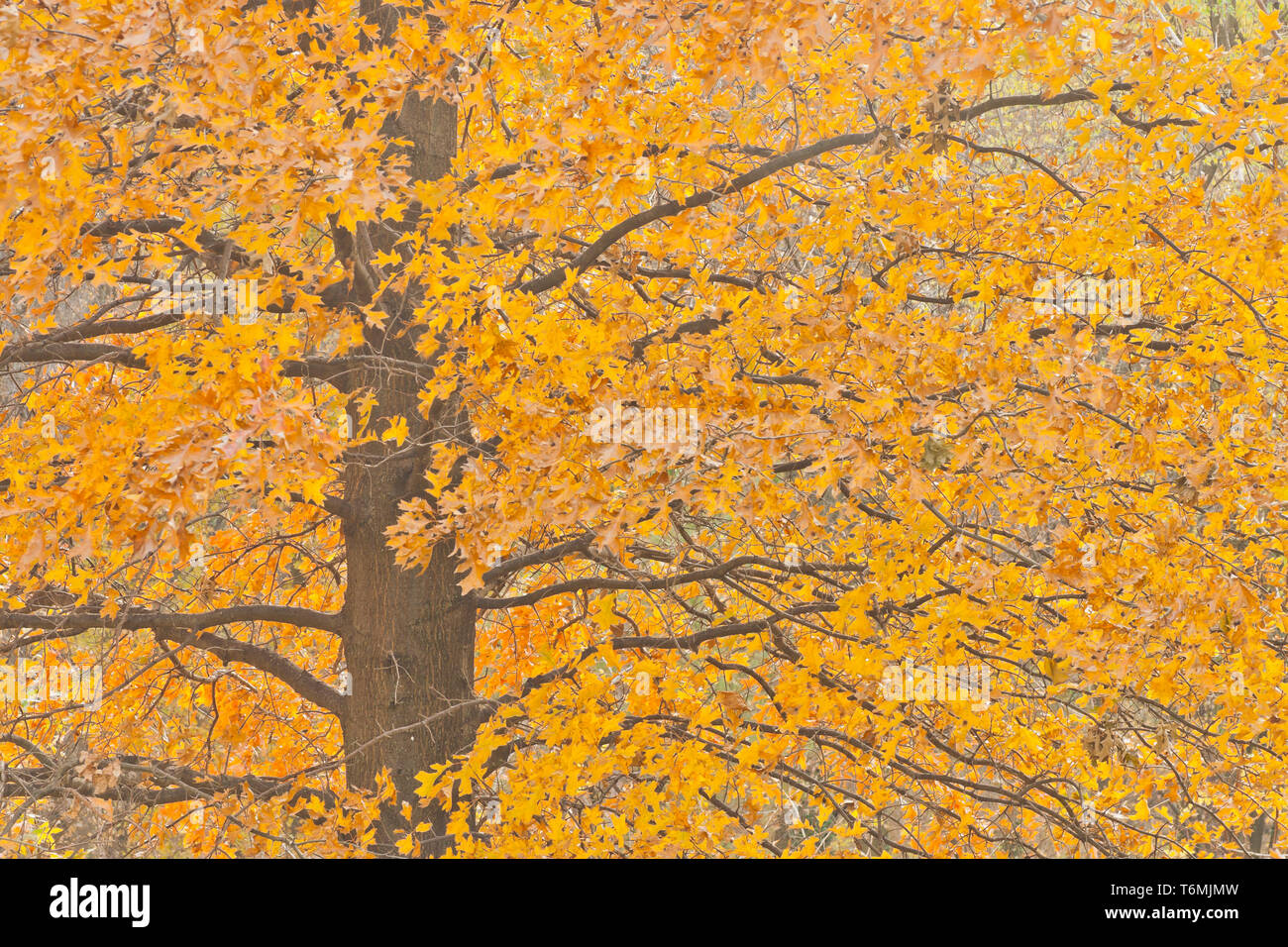 Orange sottobosco fogliame di un nero quercia a San Louis Forest Park in un giorno di tardo autunno. Foto Stock