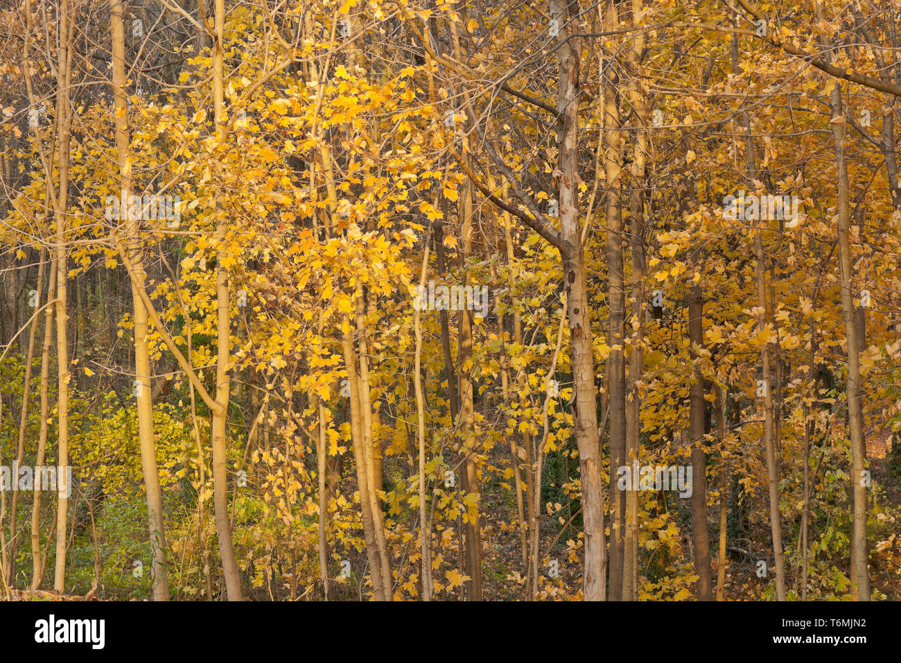 Arancione, giallo, verde e lo zucchero di canna foglie di acero in Successional foresta a San Louis Forest Park formano una parete visiva su un tardo pomeriggio d'autunno. Foto Stock