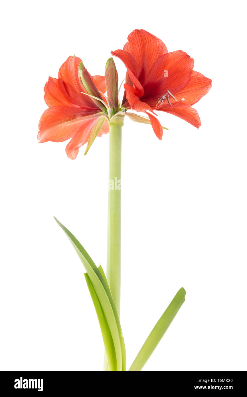 Blooming amaryllis su uno sfondo bianco Foto Stock