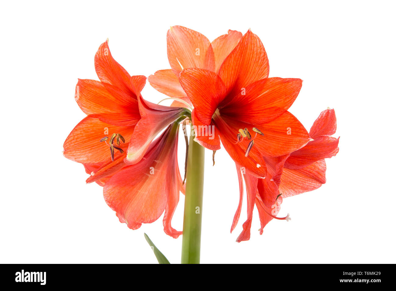 Blooming Amaryllis su uno sfondo bianco Foto Stock
