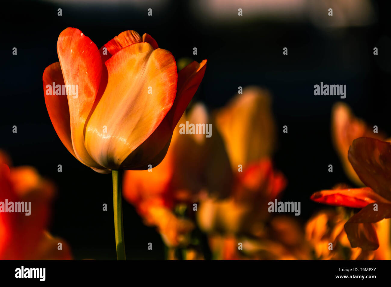 Tulipani ardenti Foto Stock