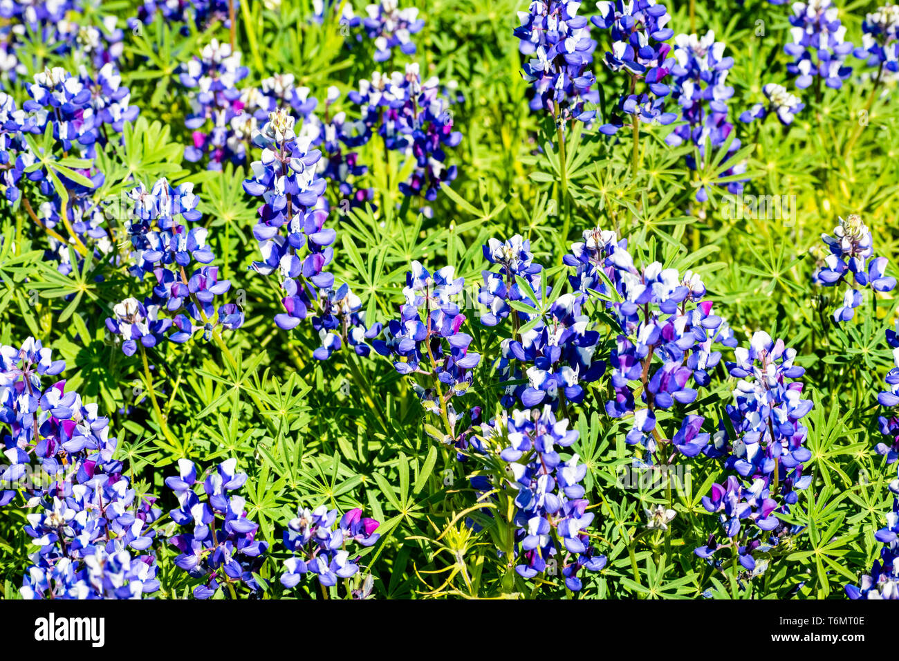 Prato ricoperto in Sky (Lupino Lupinus nanus) fiori selvatici, Nord Tabella Riserva Ecologica, Oroville, California Foto Stock
