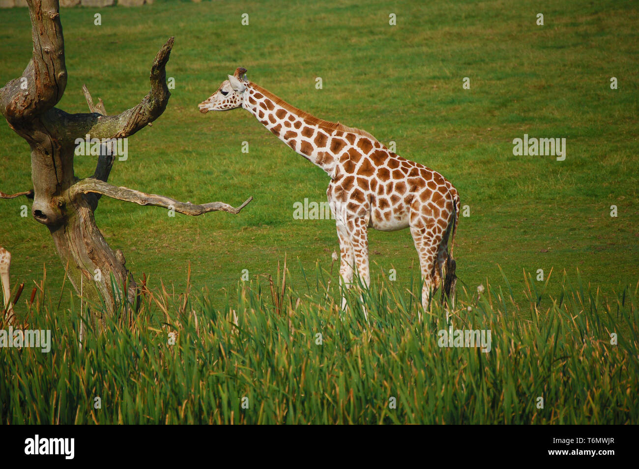 giraffa Foto Stock